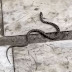  Κολωνάκι: Φίδι έκανε βόλτες στο κέντρο της Αθήνας δίπλα στους περαστικούς