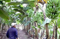 fincas de banano en Honduras
