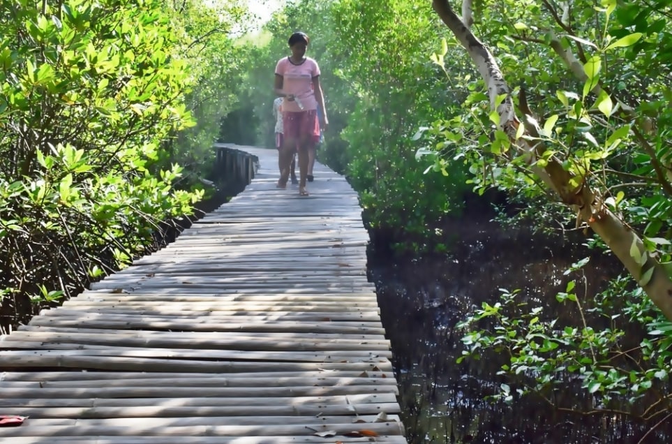 Wisata Mangrove
