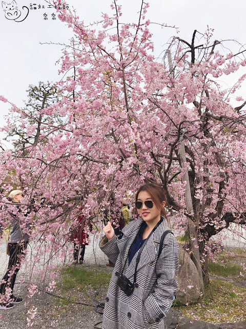 喬喬跟粉色的櫻花樹拍照,這棵樹有點垂垂的不知道什麼品種