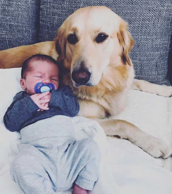 Tips to follow if my dog is jealous of my baby