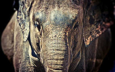 foto de elefante de la india 