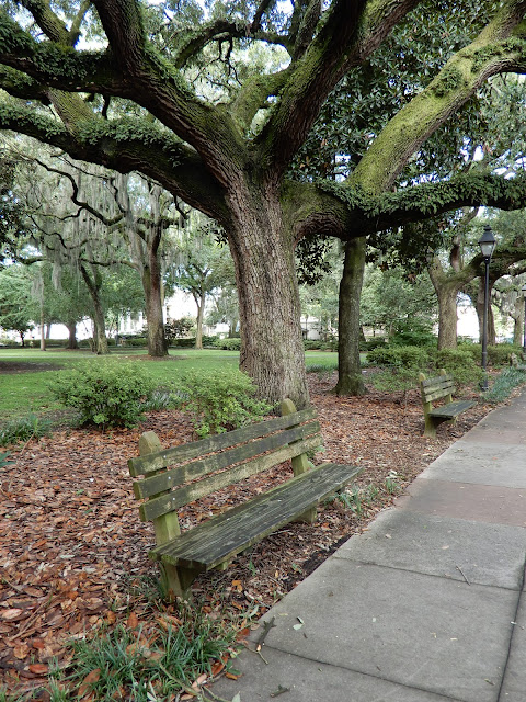 Forsyth Park trees and benches