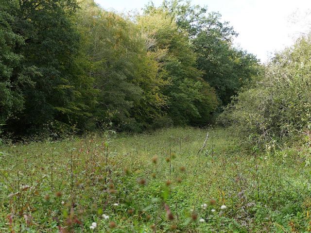 Végétation abondante au fond de l'Etang du Val, Saint-Just