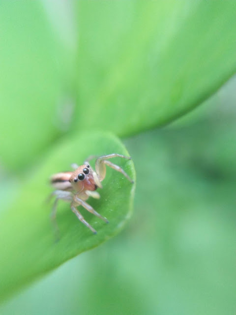 Steemit - Animalphotography - spider's eyes