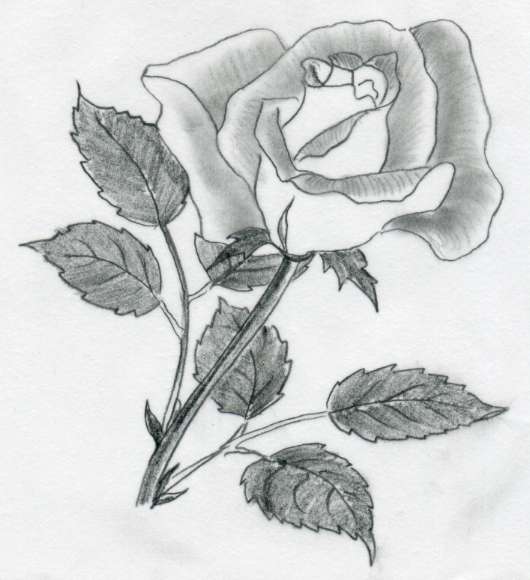  hearts and roses drawings 