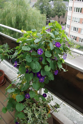 Ipomoea purpurea