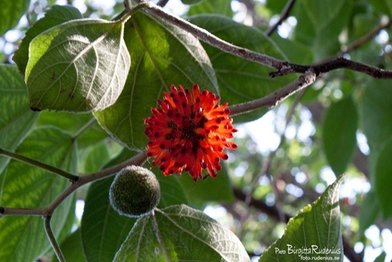 nature_20110828_tree