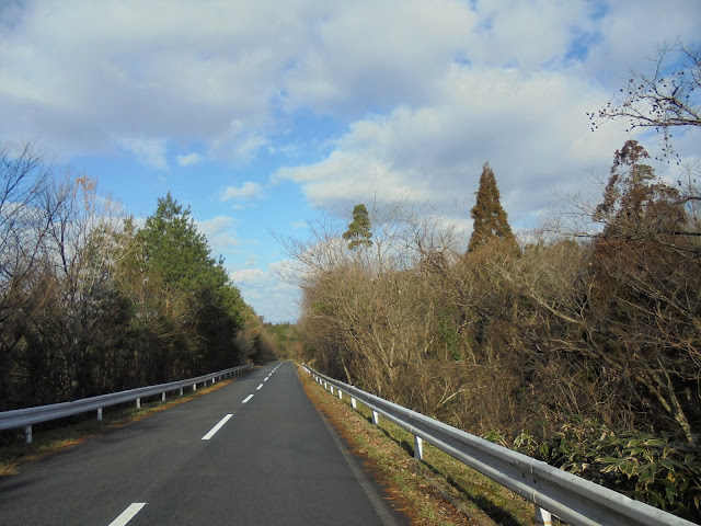 美しい森を抜ける道