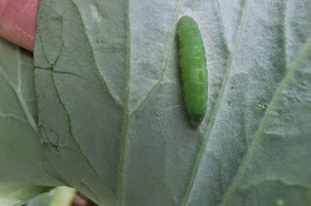 cabbage worm, organic pest control, urban farming