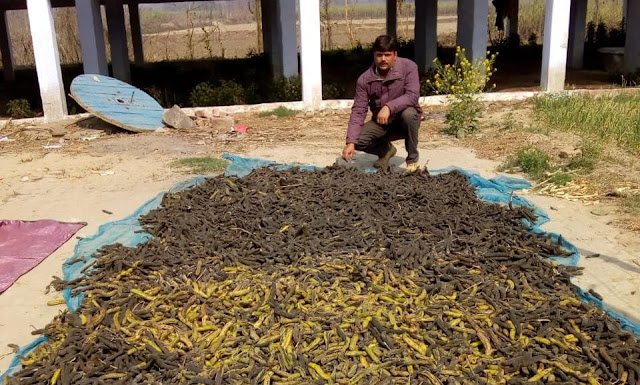 herbal farming