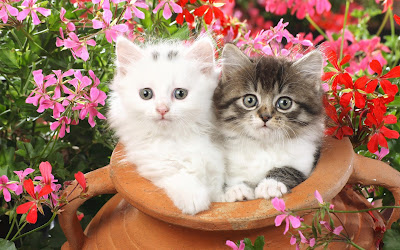 cute cats wallpaper free download 34