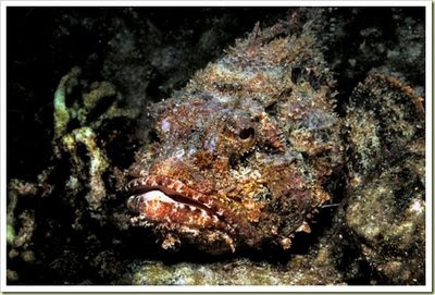 Stonefish