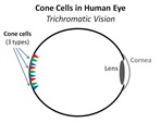 Human Eye Cones[4]