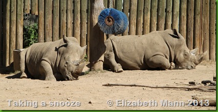 rhinos