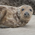 Onderzoek WUR: Zeehonden zijn migranten 