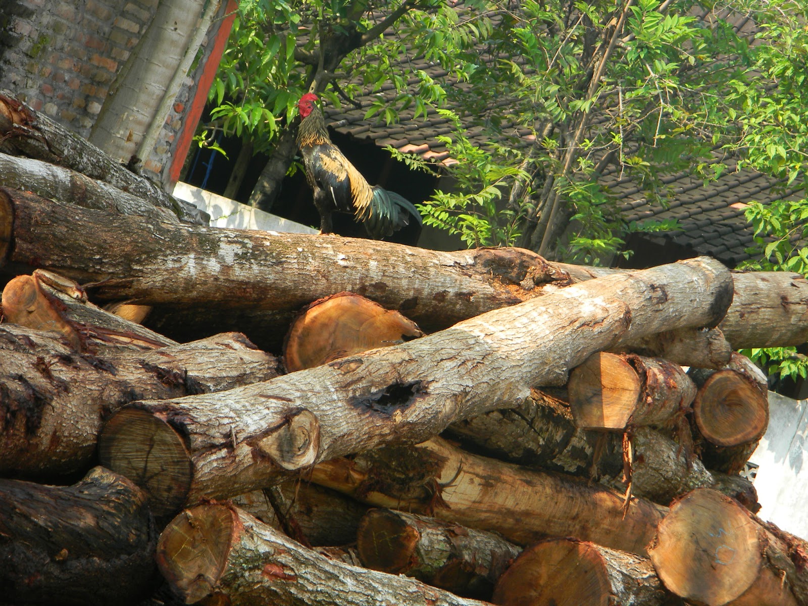 Jual Kayu  Akasia  Murah Kualitas Baik Jual Kayu  Akasia  