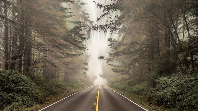 Road, Forest, Fog, Blur