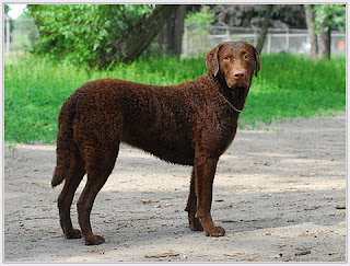 Chesapeake Bay Retriever Dog 4