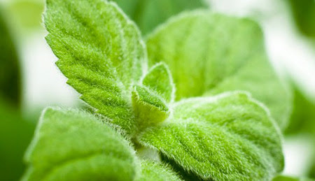 menta