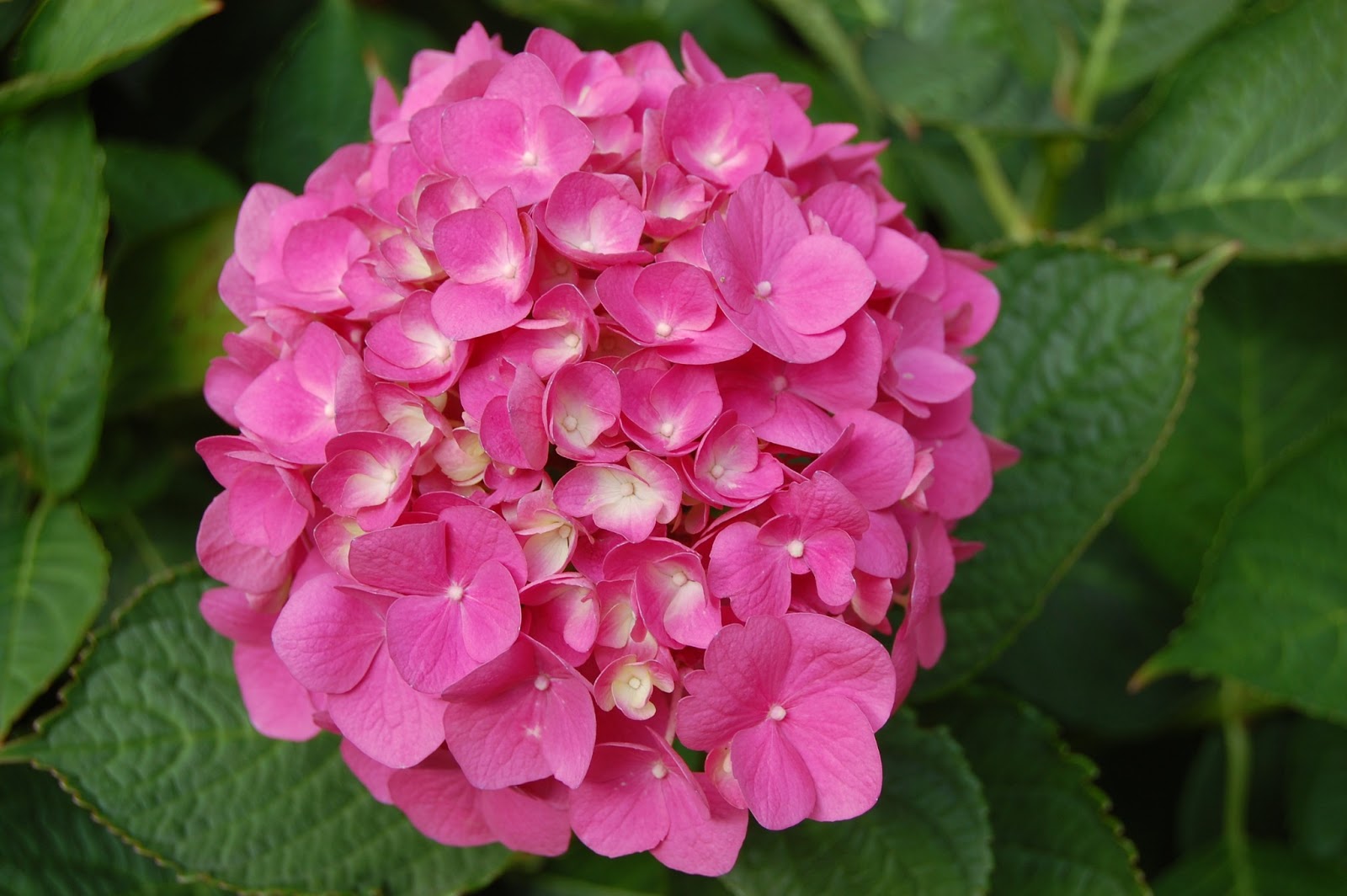 the hydrangea flower meaning comes from a japanese legend which evokes 