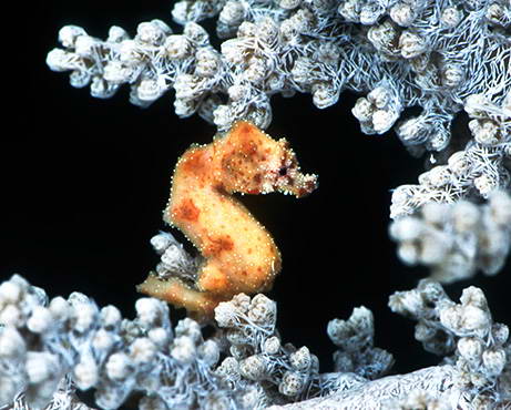 090104 01 pygmy seahorse pictures big 10 Penemuan spesies Binatang Baru Versi National Geographic