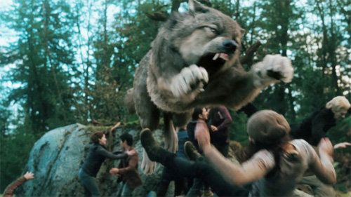 Fight