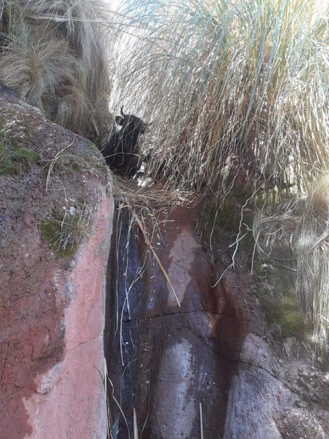 Esa vaca esta atascada en la toma de agua por favor hecharse menos sus vacas. Es en el toma de agua