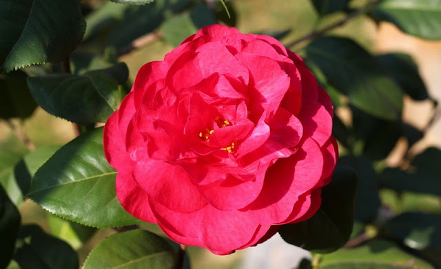 Camellia Flowers Pictures