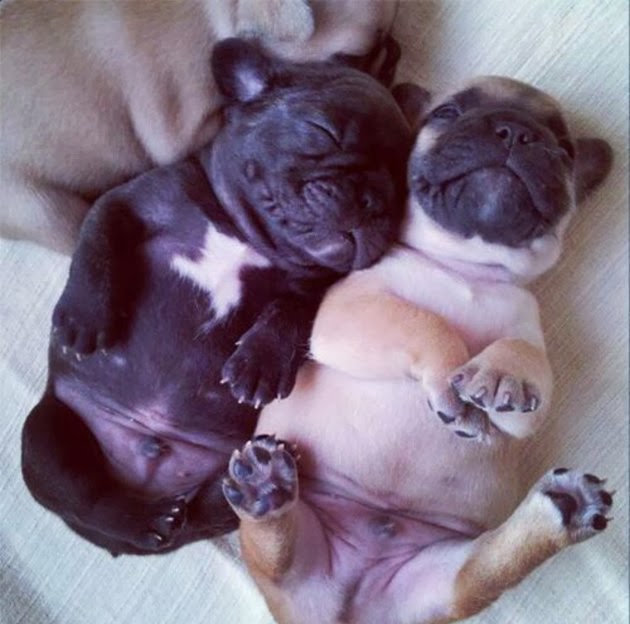 Dogs Sleeping On Their Backs