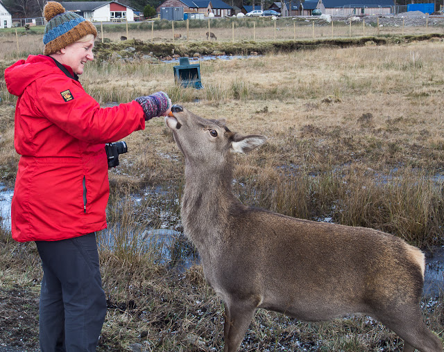 Photo of me feeding one of the hinds in Glencoe