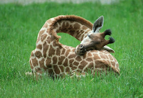 Cute Giraffe