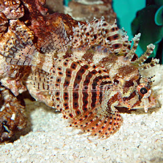 fuzzy dwarf lionfish