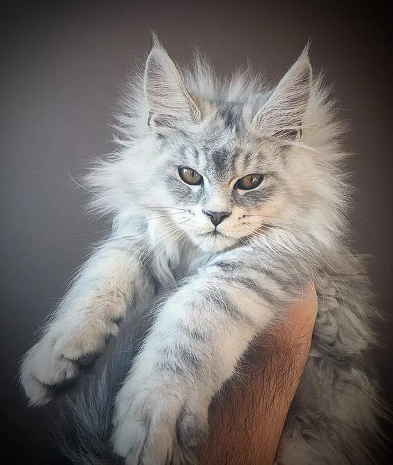 Cute Maine Coon with standard feet
