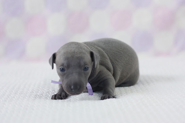 Italian Greyhound puppies