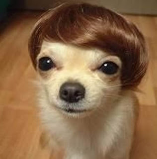 dog-wig-funny-picture.jpg