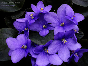 Violeta africana - Saintpaulia ionantha