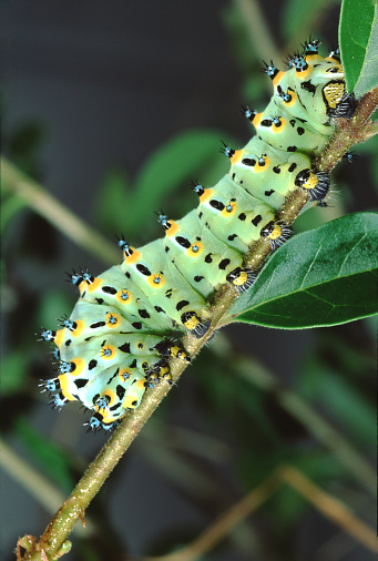 15 Rarest Insects in the world