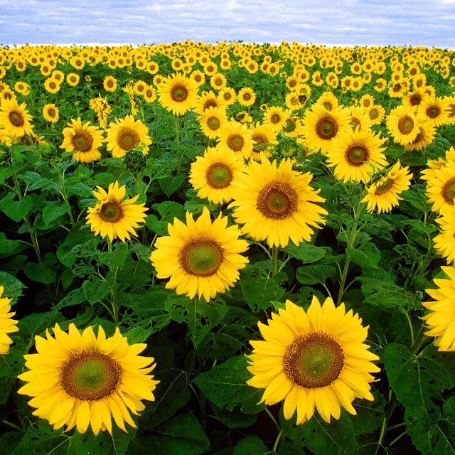 Best Sunflower Picture