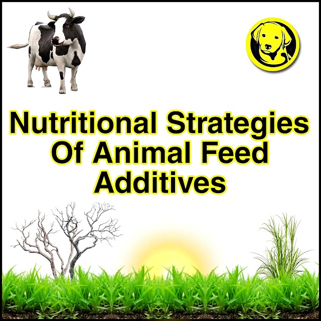 Nutritional Strategies Of Animal Feed Additives Full Pdf