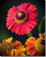 IMG_1272