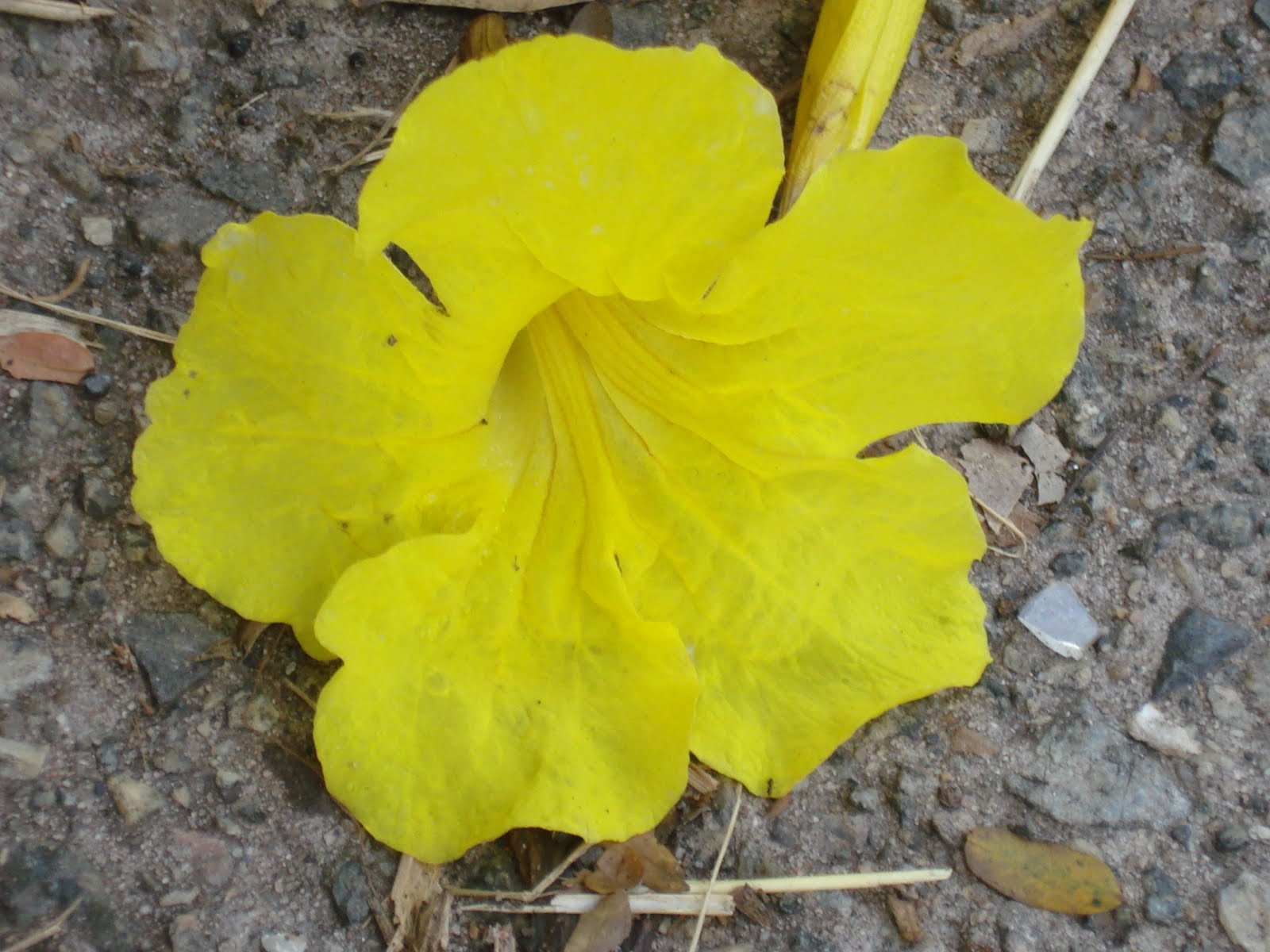 Acácia Bela árvore lindas flores em pleno inverno YouTube