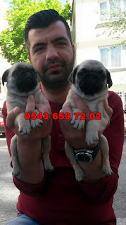 satılık pug yavruları çanakkale, satılık mops yavruları, satılık pug yavruları, satilik pug yavrulari çanakkale, satılık pug yavrusu çanakkale, çanakkale satılık pug yavruları, 