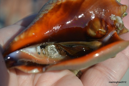Florida fighting conch
