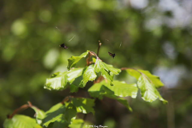 l'Adela reaumurella ou adèle verdoyante , Fontainebleau, (C) Greg Clouzeau