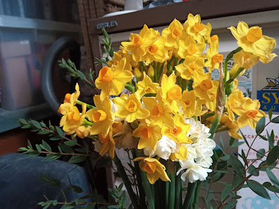 Photo of a bunch of mixed daffodils