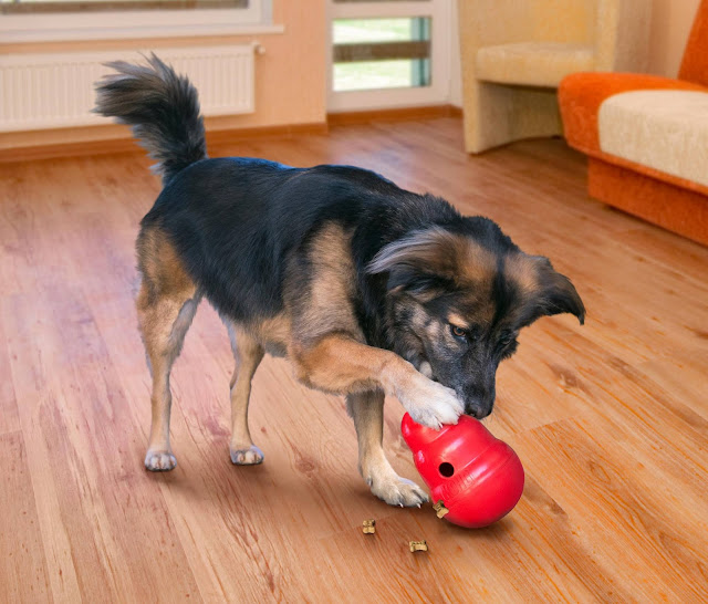 Review 6 of the Best Treat-Dispensing Dog Toys