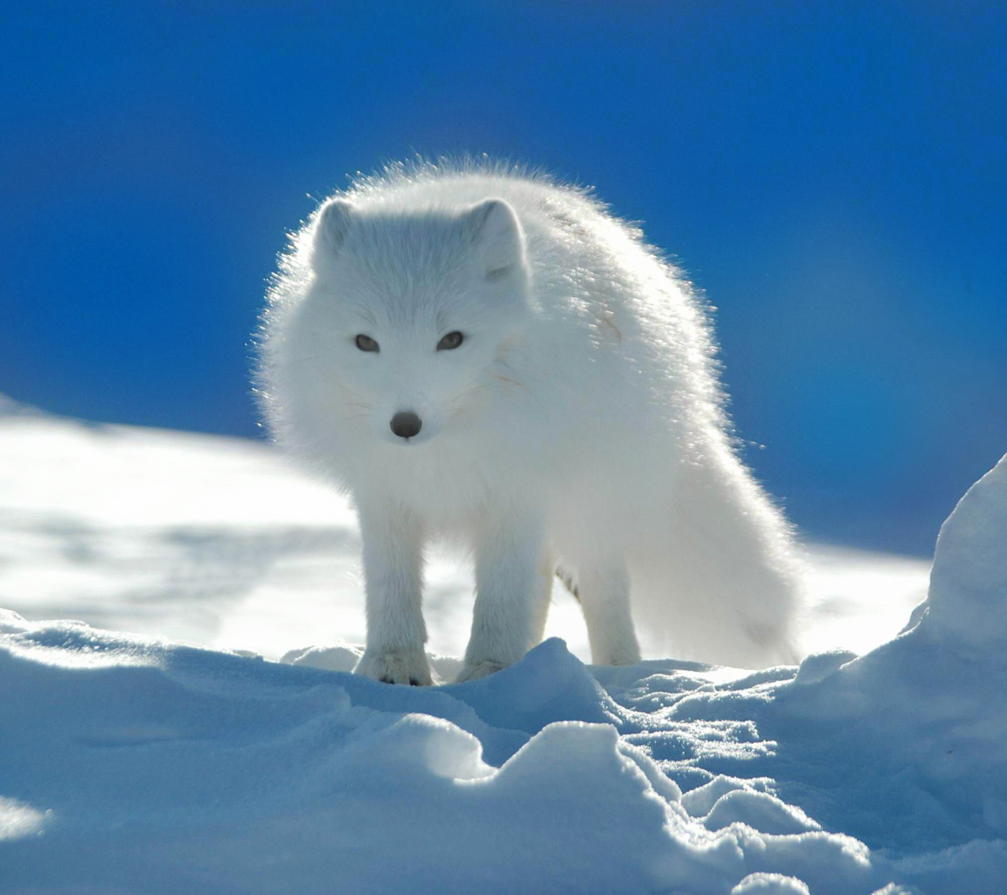 Galaxy S3 Wallpaper - White Fox - HD Wallpapers - 9to5Wallpapers