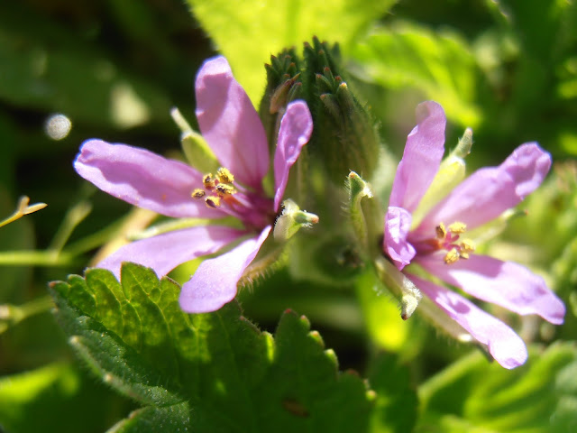  Flores de la almizclera (Erodium moschatum)