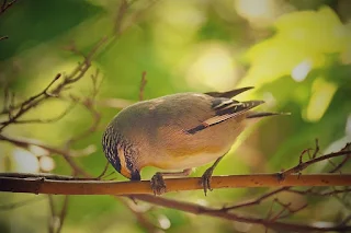 বাংলাদেশের পাখির ছবি ডাউনলোড